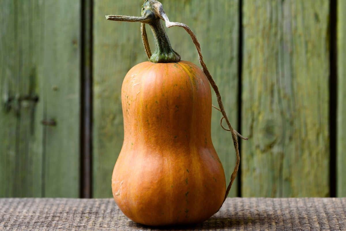 Whole honeynut squash standing on a rustic wooden surface.