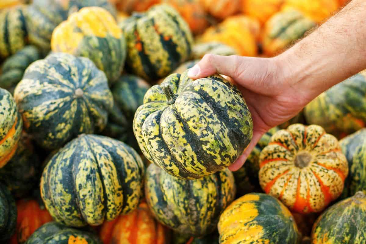 Colorful carnival squash at a market, with one squash held in a hand.