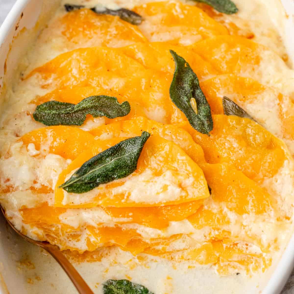 Ultra creamy butternut squash casserole gratin with sage.