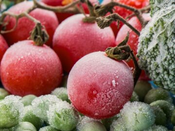 Can You Freeze Cherry Tomatoes? Complete Guide 2024