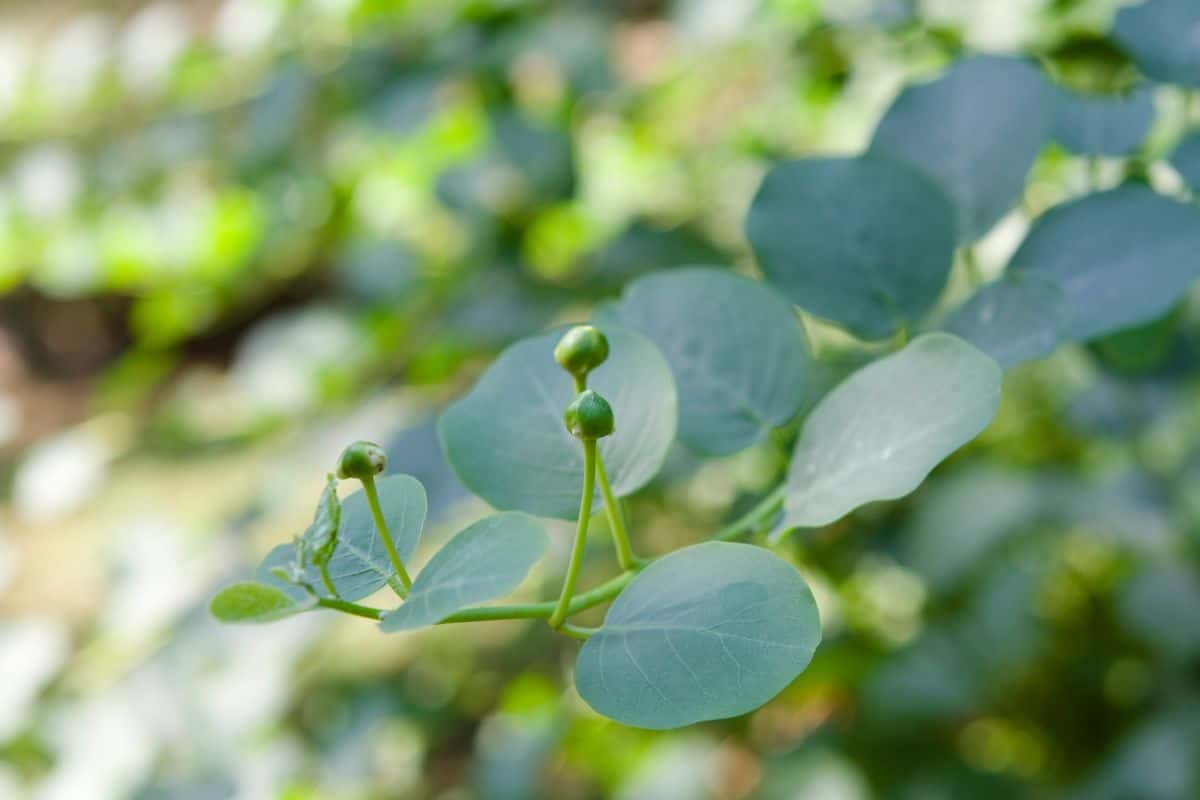 capers plant