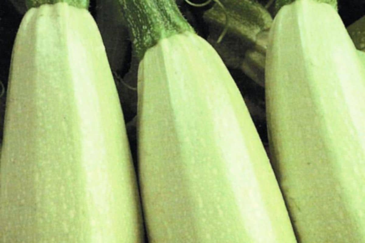 magda zucchini type.