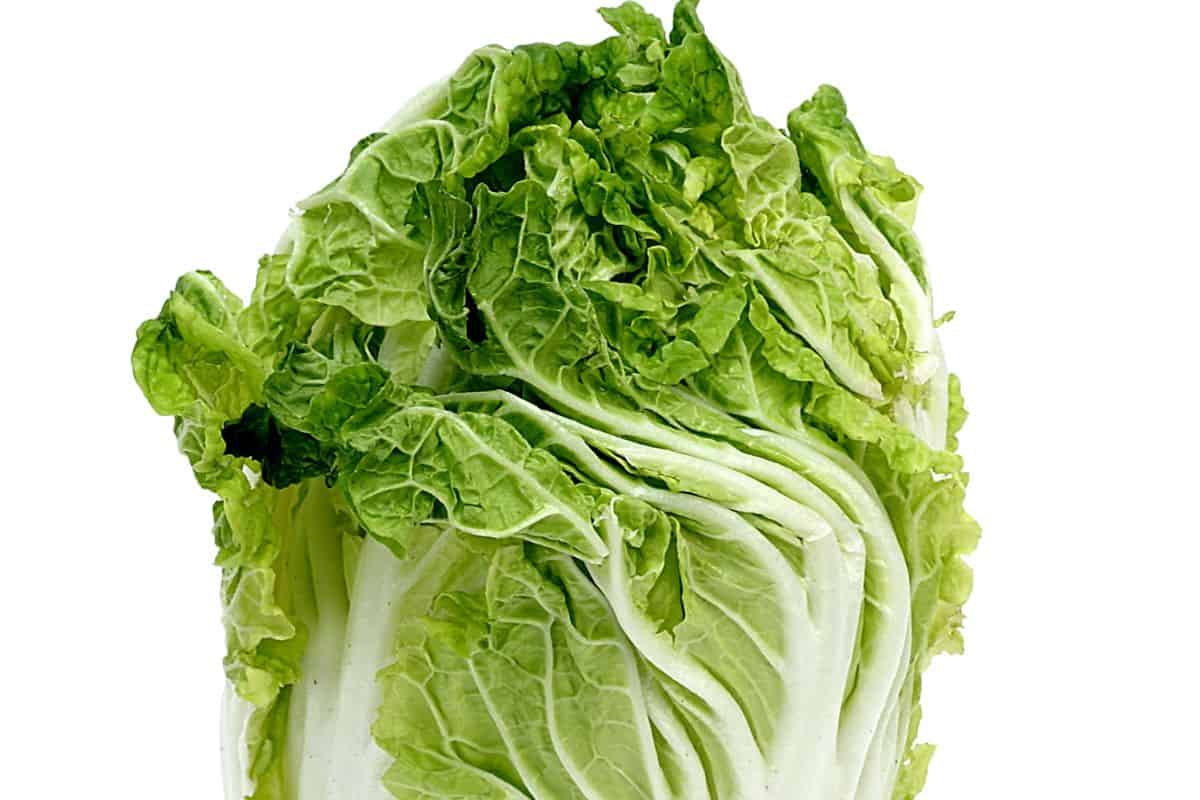 Napa Cabbage head.