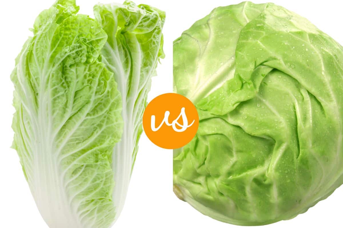 Napa cabbage vs Green Cabbage.