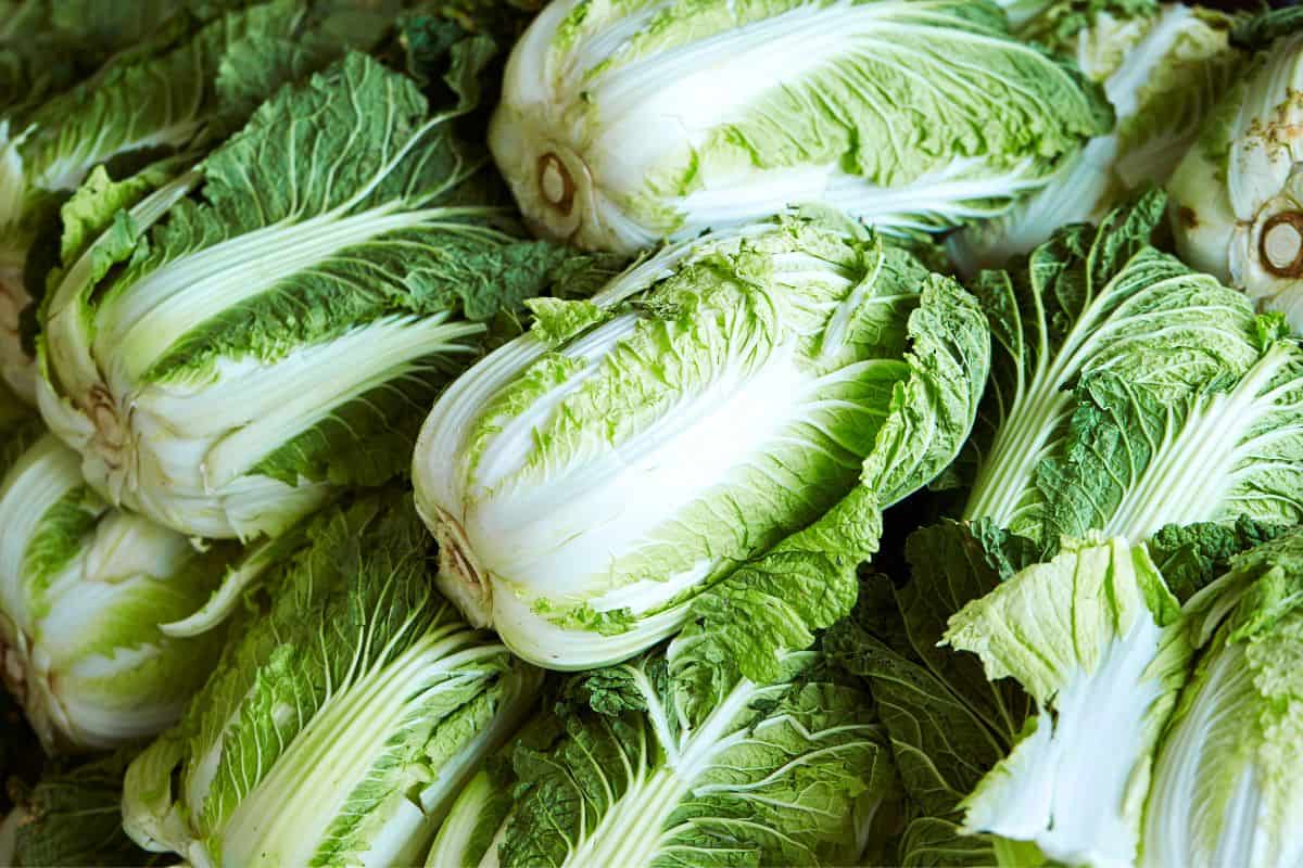 A bunch of napa cabbages.