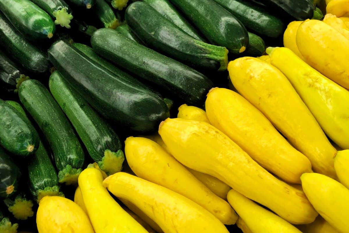 types of squash.