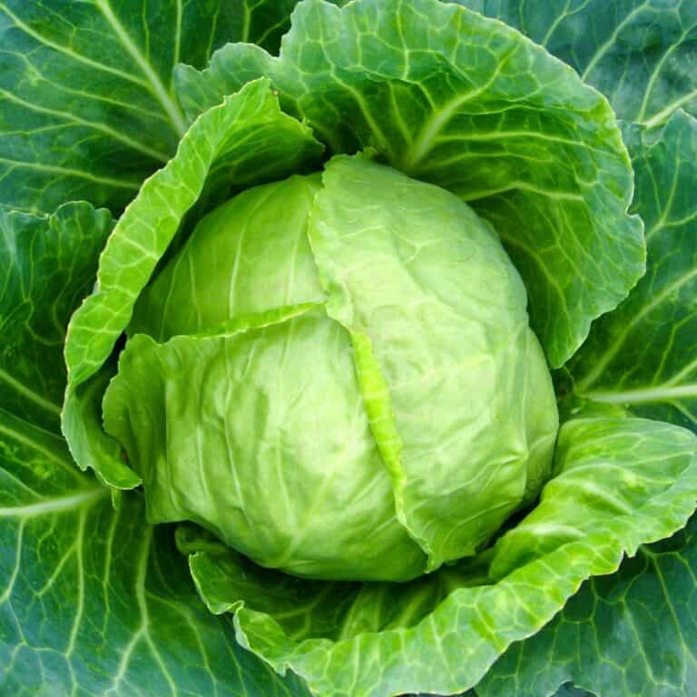 12 Easy & Healthy Cabbage Head Recipes